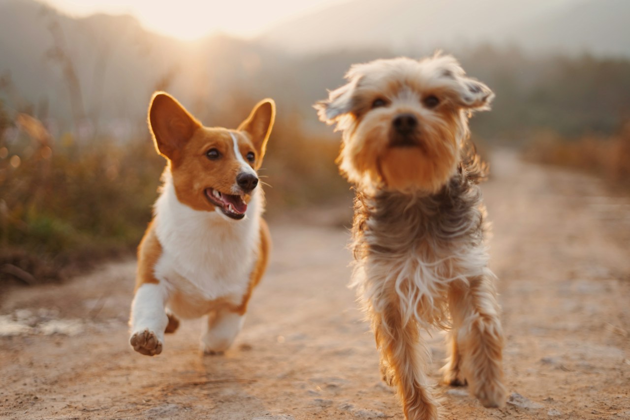 Animals & Rescues